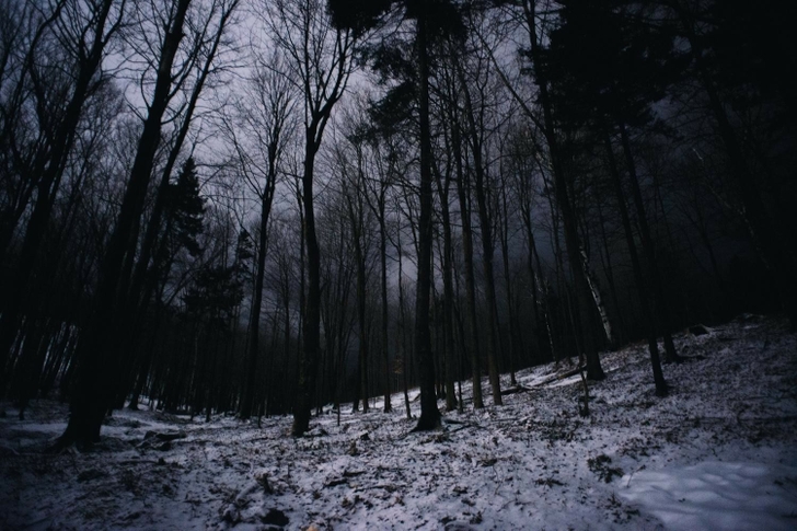 landscapes winter trees dark night forest canada christian quebec evergreens 1500x1001 wallpaper_www.wallpapermay.com_71.jpg