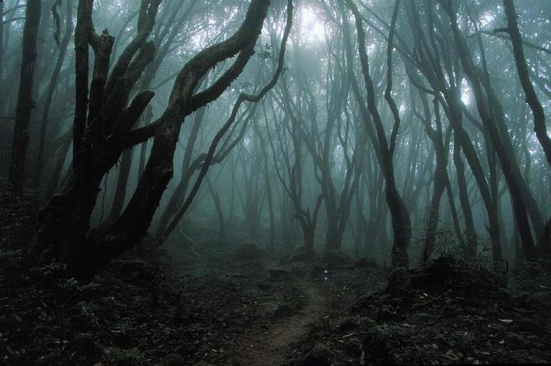 dark-forest.jpg