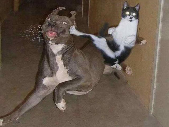 cat-vs-dog.jpg