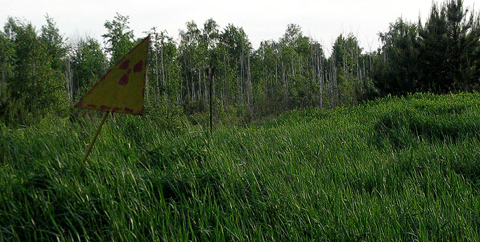 red-forest1.jpg.jpeg