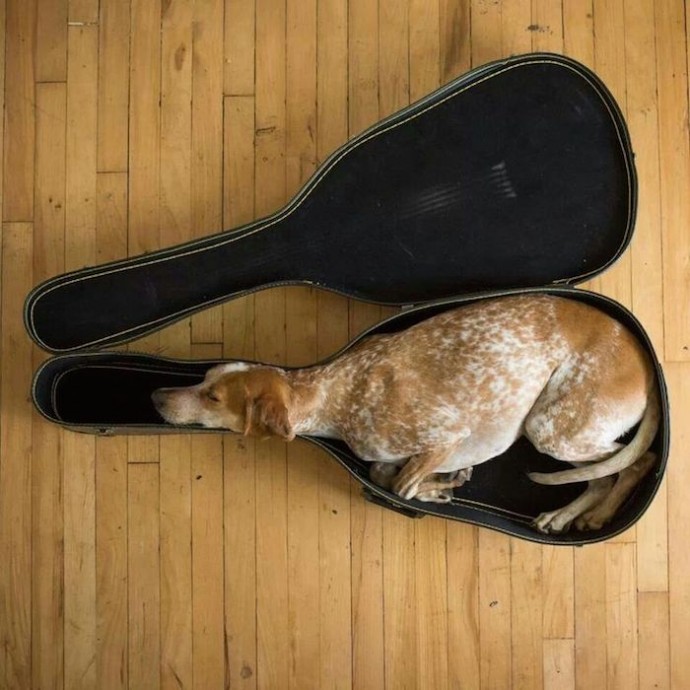 sleeping-puppy-1-690x690.jpg.jpeg