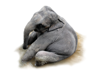slon-17-320.png.png