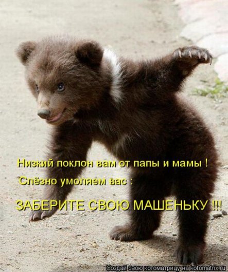 Stimka.ru_1312972894_kotomatrix_50.jpg.jpeg