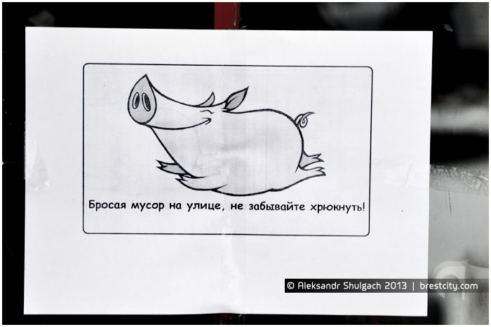 svinka.jpg.jpeg