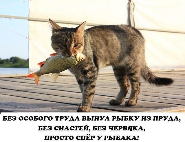 Tam_WDy8_Q-ko.jpg.jpeg