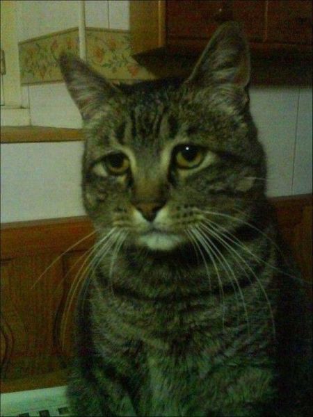 these_funny_animals_1075_640_30.jpg.jpeg