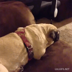tumblr_mry02uw6Po1r3gb3zo1_400.gif