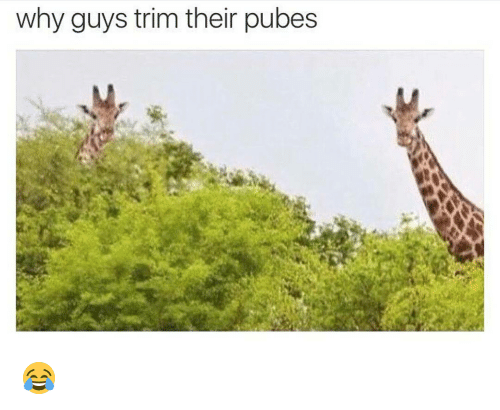 why-guys-trim-their-pubes-12931322.png.webp.png