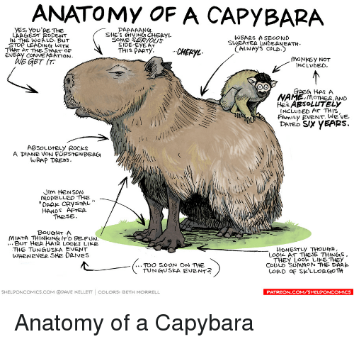 yes-anatomy-of-a-capybara-youae-the-daaaaang-laa-eest-19893078.png.png