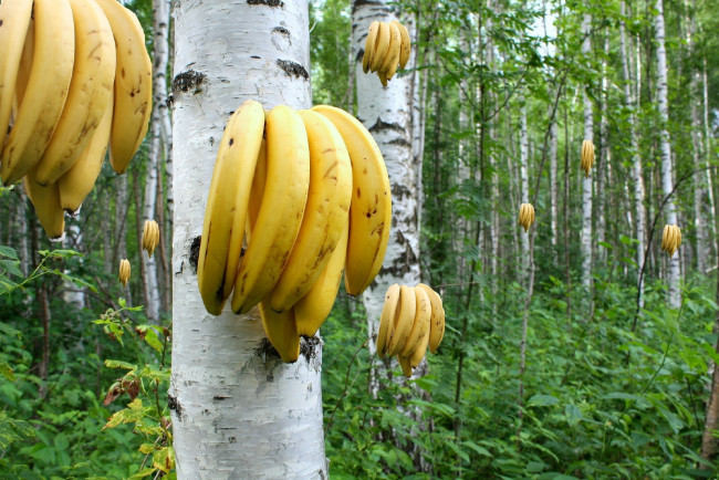 yumor-i-prikoly-banany-berezy-roscha-898272.jpg.jpeg