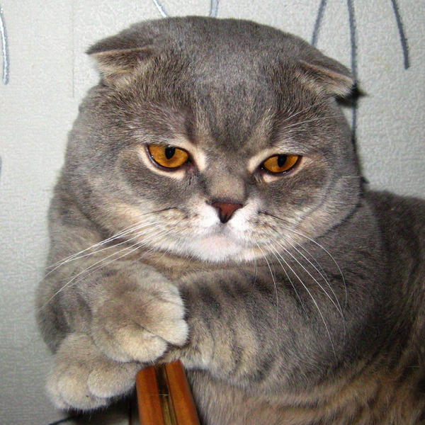 %D0%97%D0%B0%D0%B4%D1%83%D0%BC%D1%87%D0%B8%D0%B2%D1%8B%D0%B9%20%D0%BA%D0%BE%D1%82-1.jpg.jpeg