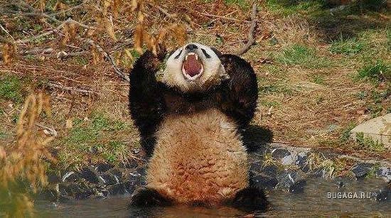 1234889612_bad-panda.jpg.jpeg