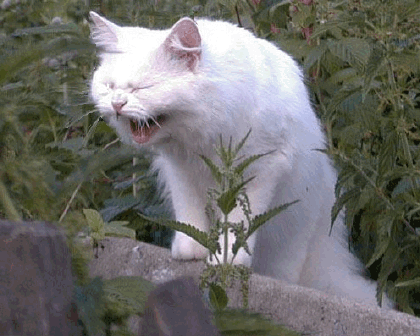 3a7de5a6a80aa9db870e1103299e8235.gif