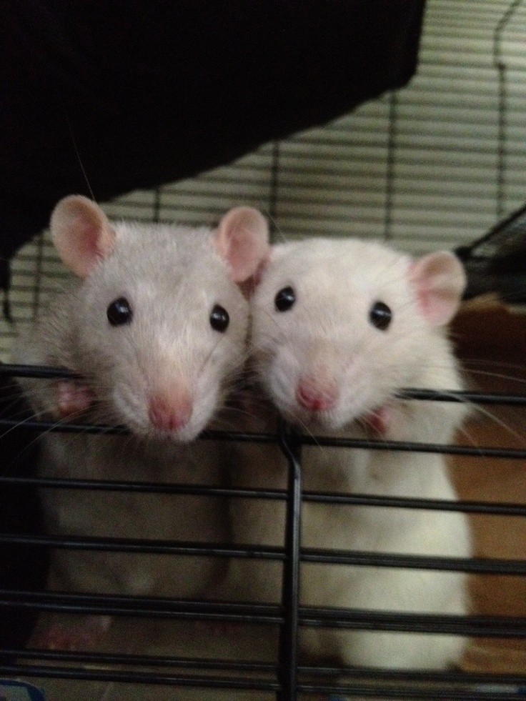 828dca795019e226d1d060947e1bd0aa--cute-rats-cute-stuff.jpg.jpeg