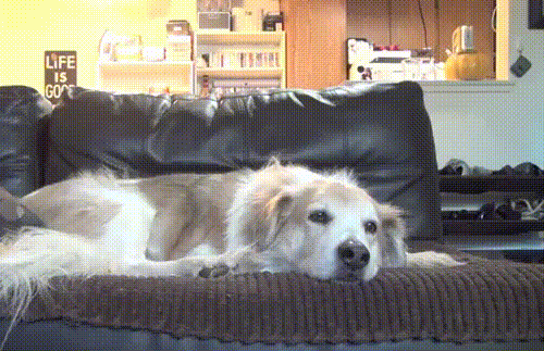 88026652c4c0.gif