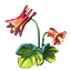 columbine.png.png