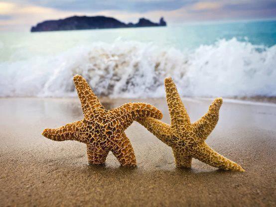 couple-magic-sea-seastar-Favim.com-896772.jpg.jpeg