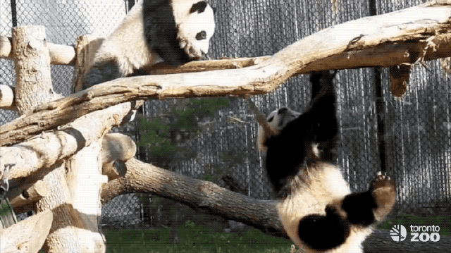 d865ea94-a05d-4f83-94c1-f0a74dcf7acb.gif