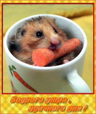 dobroe-utro-ot-homiaka.jpg.jpeg