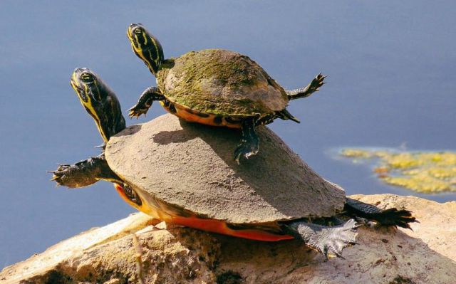 funny-animals%20(12).jpg.jpeg