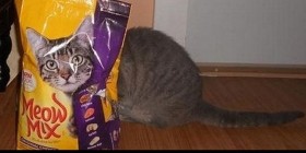 gato-escondido-tras-su-paquete-de-comida-280x140.jpg.jpeg