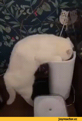 %D0%B3%D0%B8%D1%84%D0%BA%D0%B0-%D0%BA%D0%BE%D1%82%D1%8D-4875785.gif