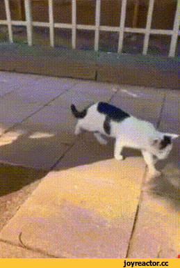 %D0%B3%D0%B8%D1%84%D0%BA%D0%B0-%D0%BA%D0%BE%D1%82%D1%8D-4892882.gif