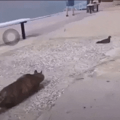 giphy.gif