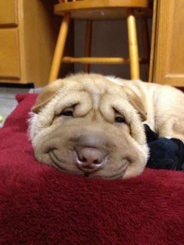 happy-dog-375x500.jpg.jpeg