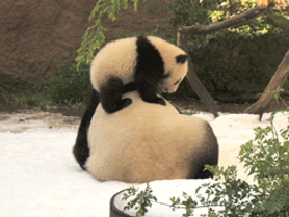 image_862705161725004482317.gif