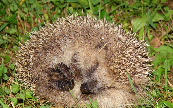kartinki24_hedgehogs_0001.jpg.jpeg