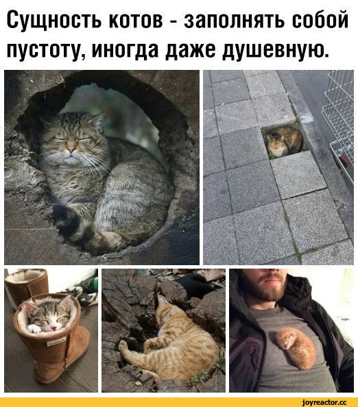%D0%BA%D0%BE%D1%82%D1%8D-%D0%BF%D1%83%D1%81%D1%82%D0%BE%D1%82%D0%B0-5943225.jpeg