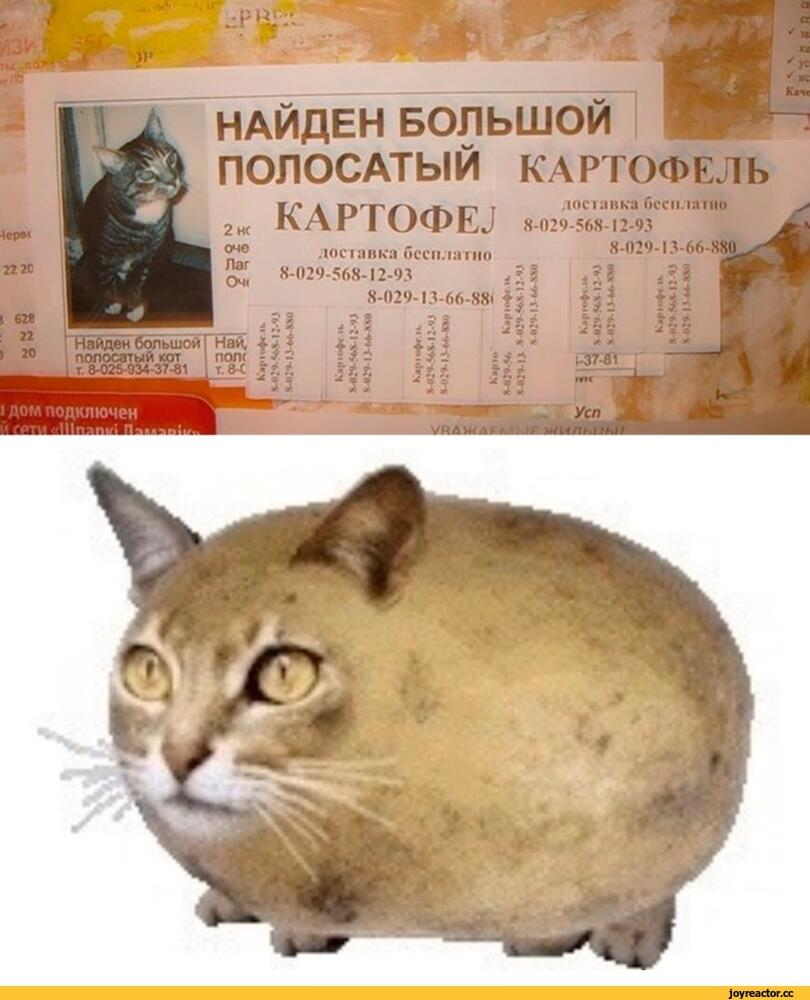 %D0%BE%D0%B1%D1%8A%D1%8F%D0%B2%D0%BB%D0%B5%D0%BD%D0%B8%D0%B5-%D0%BA%D0%B0%D1%80%D1%82%D0%BE%D1%84%D0%B5%D0%BB%D1%8C-%D0%BA%D0%BE.jpeg