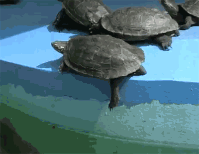 orig.gif