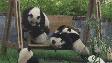 pandas_are_the_cutest_goofs_08_yapfiles.ru.gif