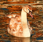 G.Swan
