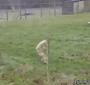 vgif-ru-26852.gif