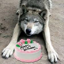 wolf-with-a-cake-how-cute-funny-cute-pets-39425026-225-225.jpg.jpeg