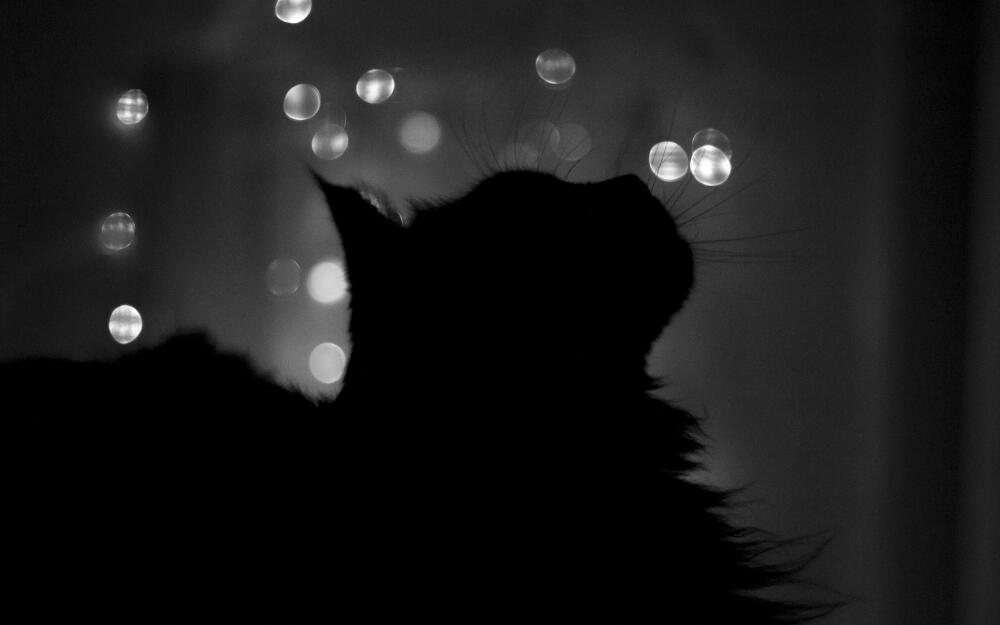 129883_siluyet_koshka_noch_okno_1920x1200_www.GdeFon.ru_.jpg.jpeg