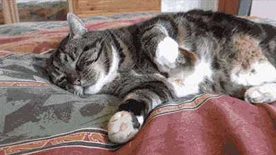 1d1c48589ea3.gif