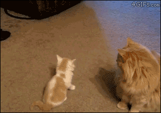 5042343abb62.gif