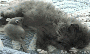 8b1a83dfe2e5.gif