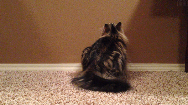 8f509ead5372.gif