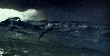 8f651cd47fba.gif