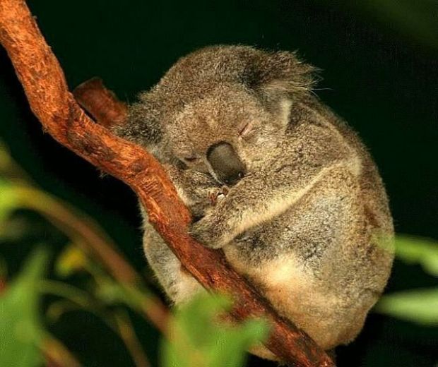 96438152_koala.jpg.jpeg