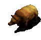 anims-bear-animated.gif
