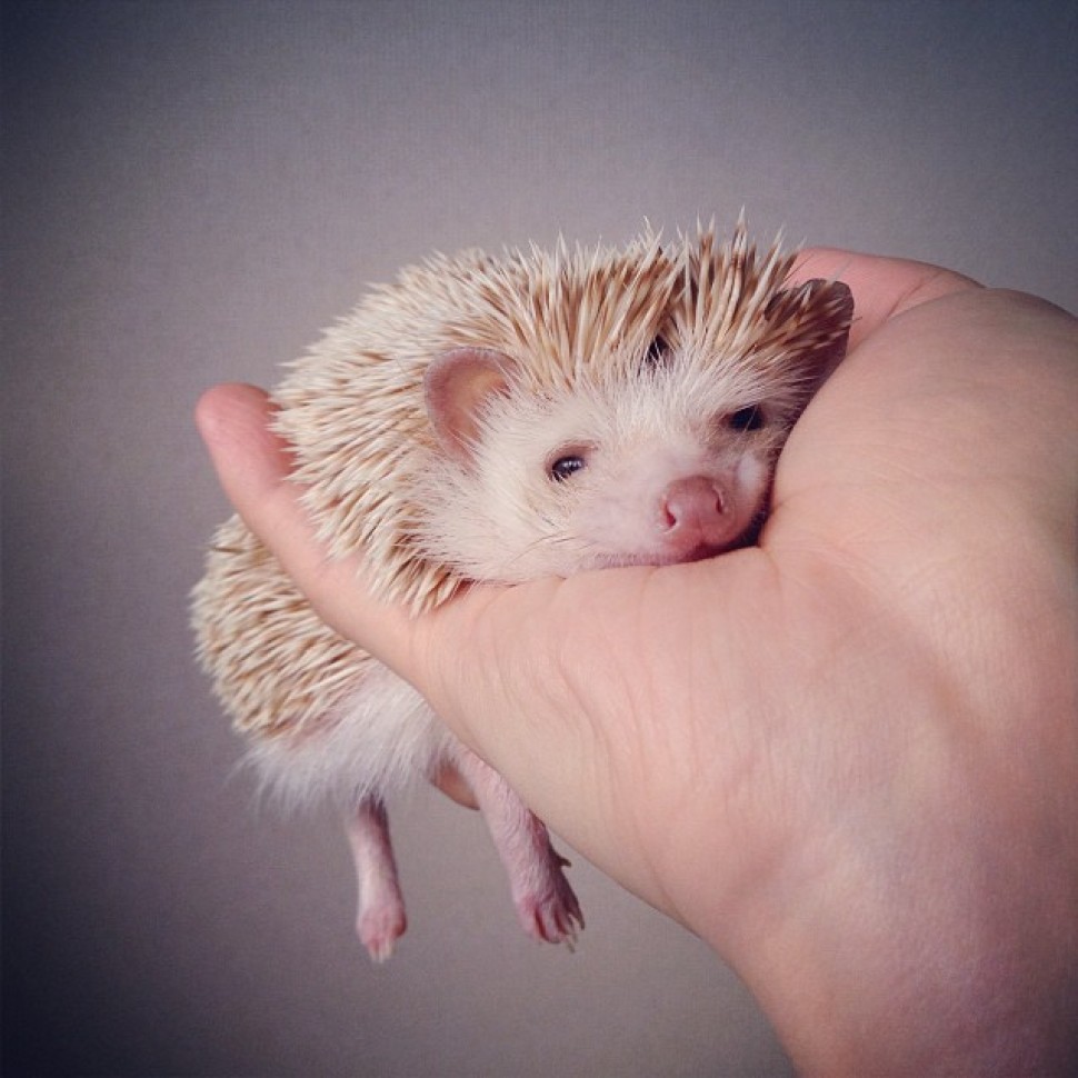 asp_970px_suni3.jpg.jpeg