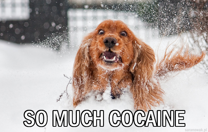 cocaine_spaniel_by_aenkill-d4hlfhd.jpg.jpeg