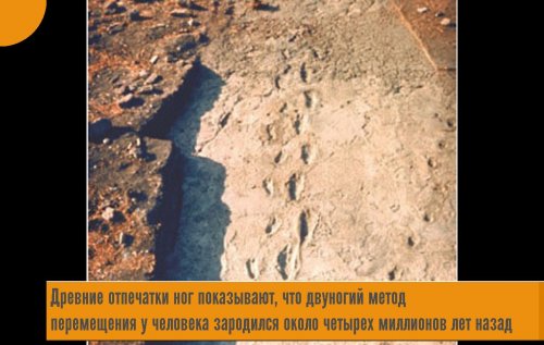 drevnie-otpechatki-nog-pokazyvaut-chto-dvunogii-metod-peremesheniya-u-cheloveka-zarodilsya-okolo-chetyreh-millionov-let-nazad-qh.jpeg