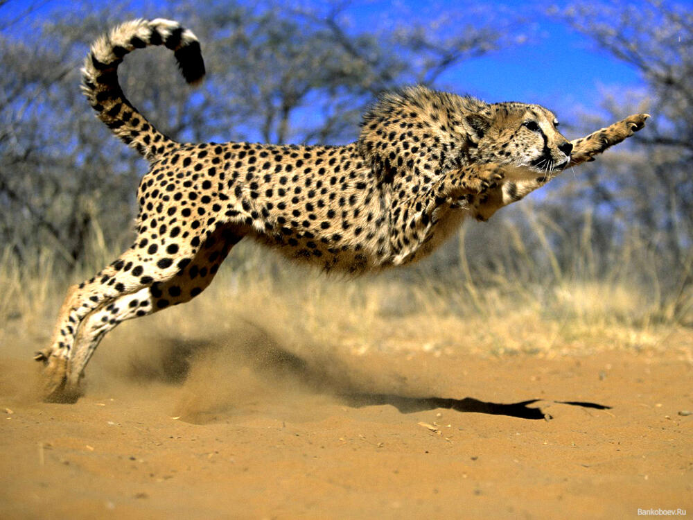 gepard_01.jpg.jpeg